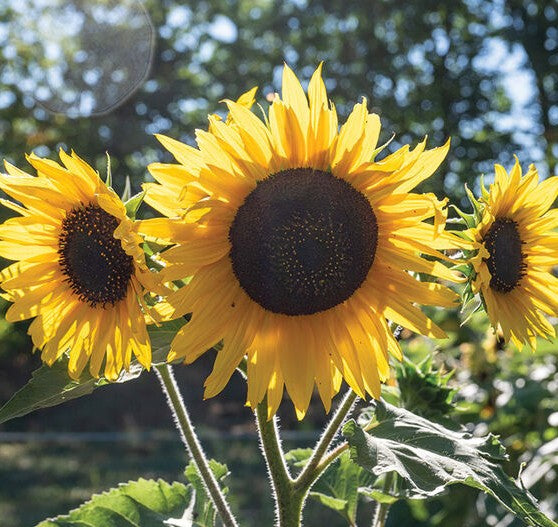 Sunflower Mix Seed Bomb