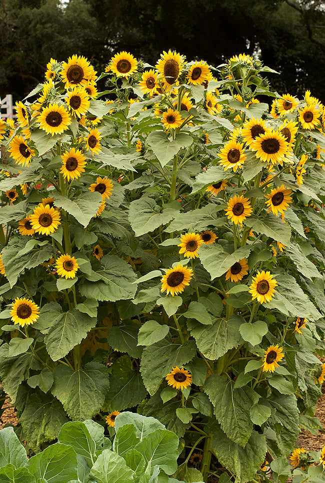 Sunflower Mix Seed Bomb