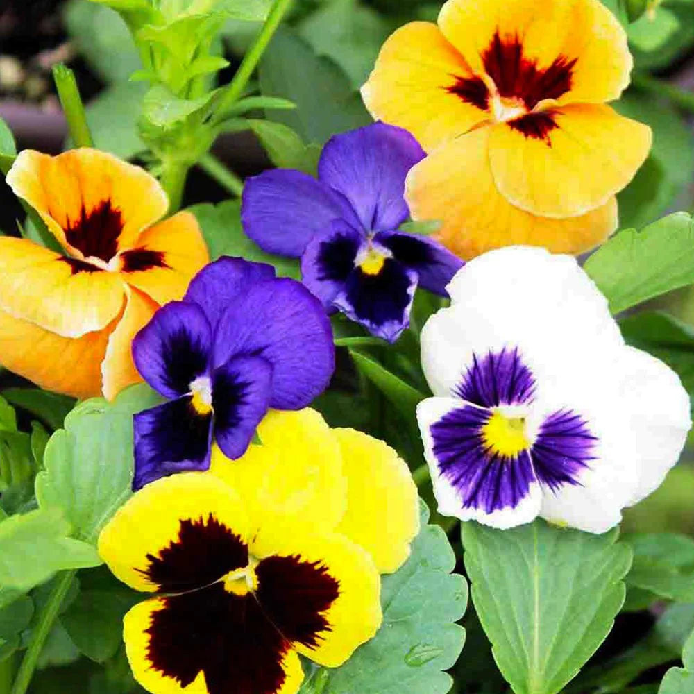Pansy - Swiss Giant Seed