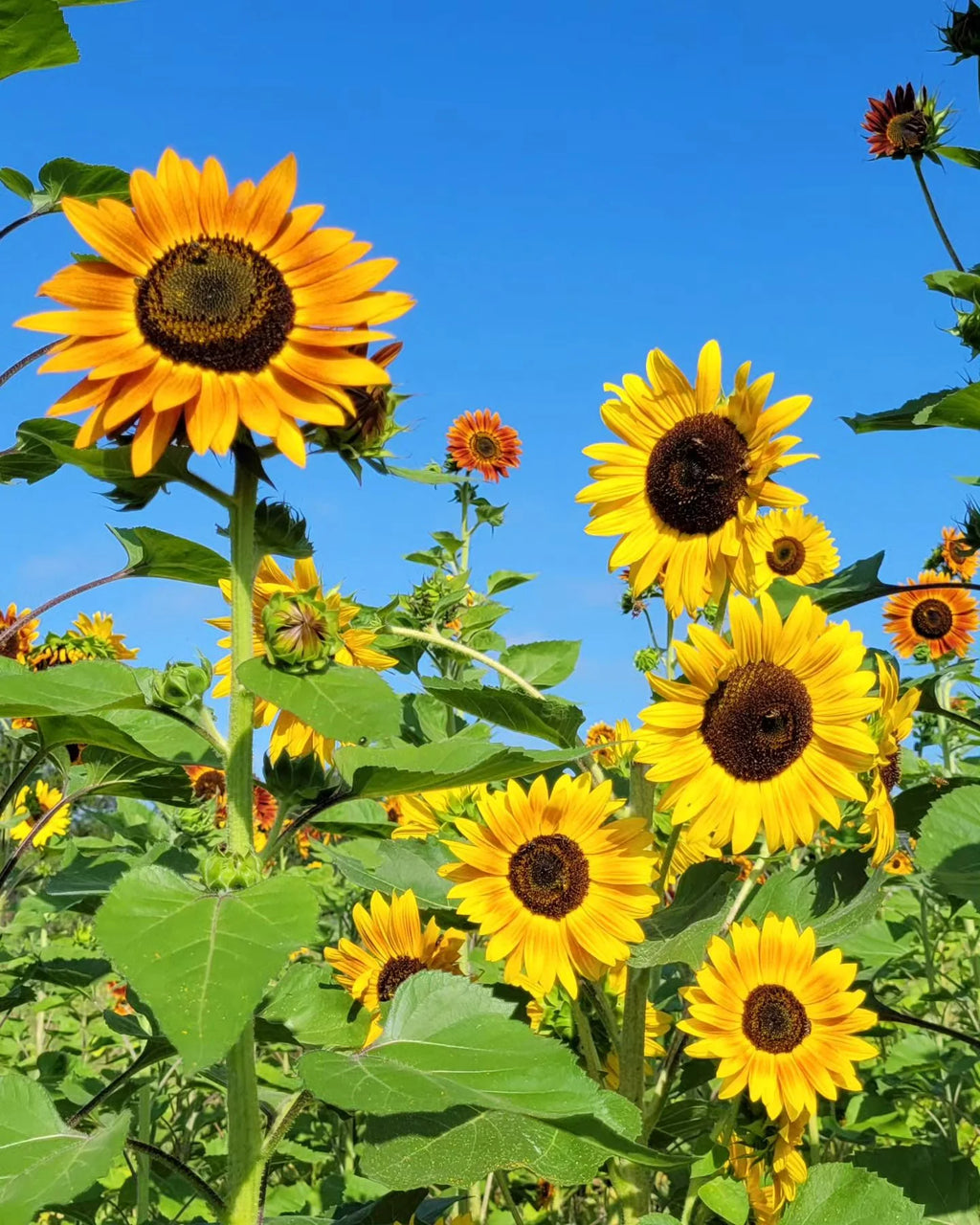 Sunflower Mix Seed Bomb