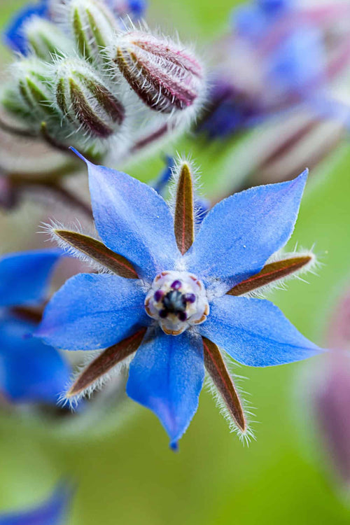 Close-up of a blue borage flower with six star-like blue petals and brown spines, surrounded by fuzzy green buds and soft blurred flowers on a green background.