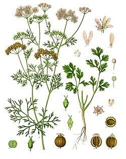 Cilantro/Coriander