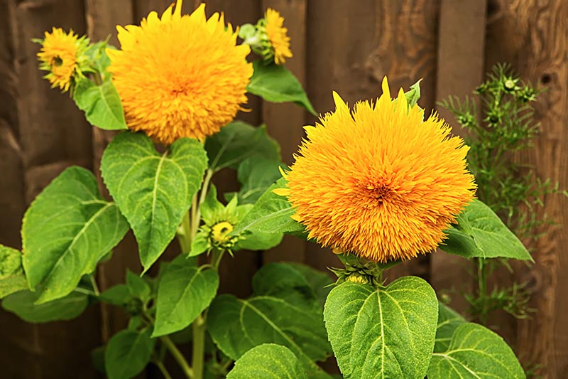 Sunflower Mix Seed Bomb