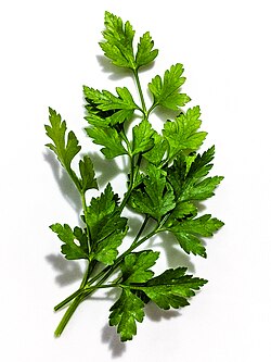 Parsley - Flat Leaf