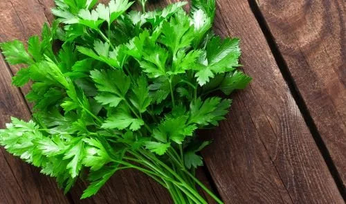 Parsley - Flat Leaf