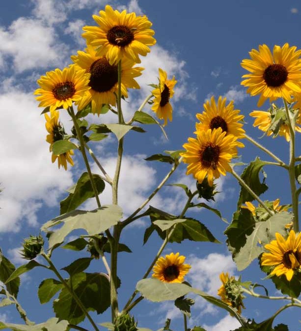 Sunflower Mix Seed Bomb