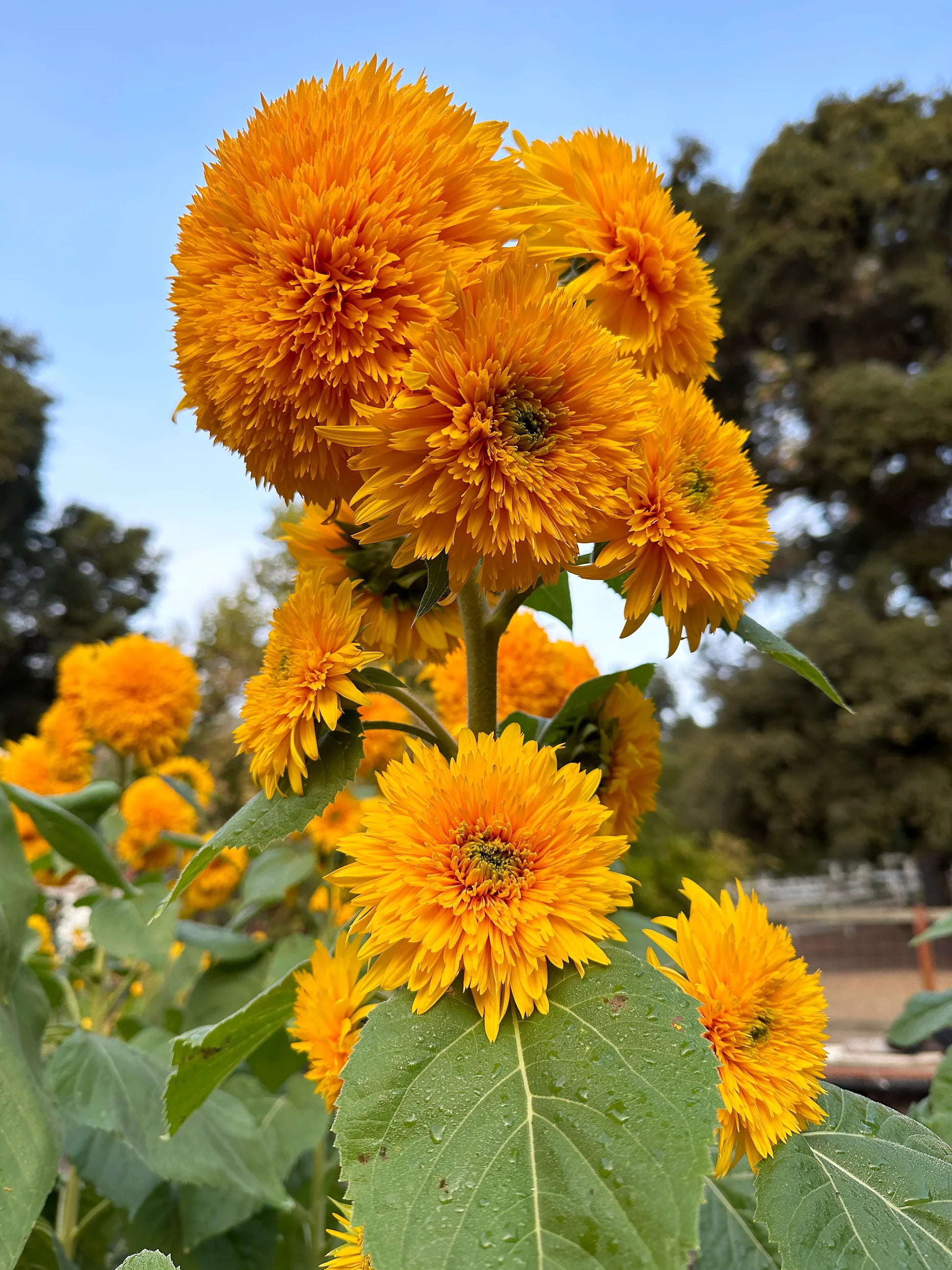 Sunflower Mix Seed Bomb