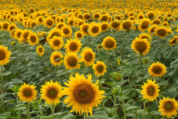 Black Oil Sunflower