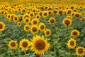 Black Oil Sunflower