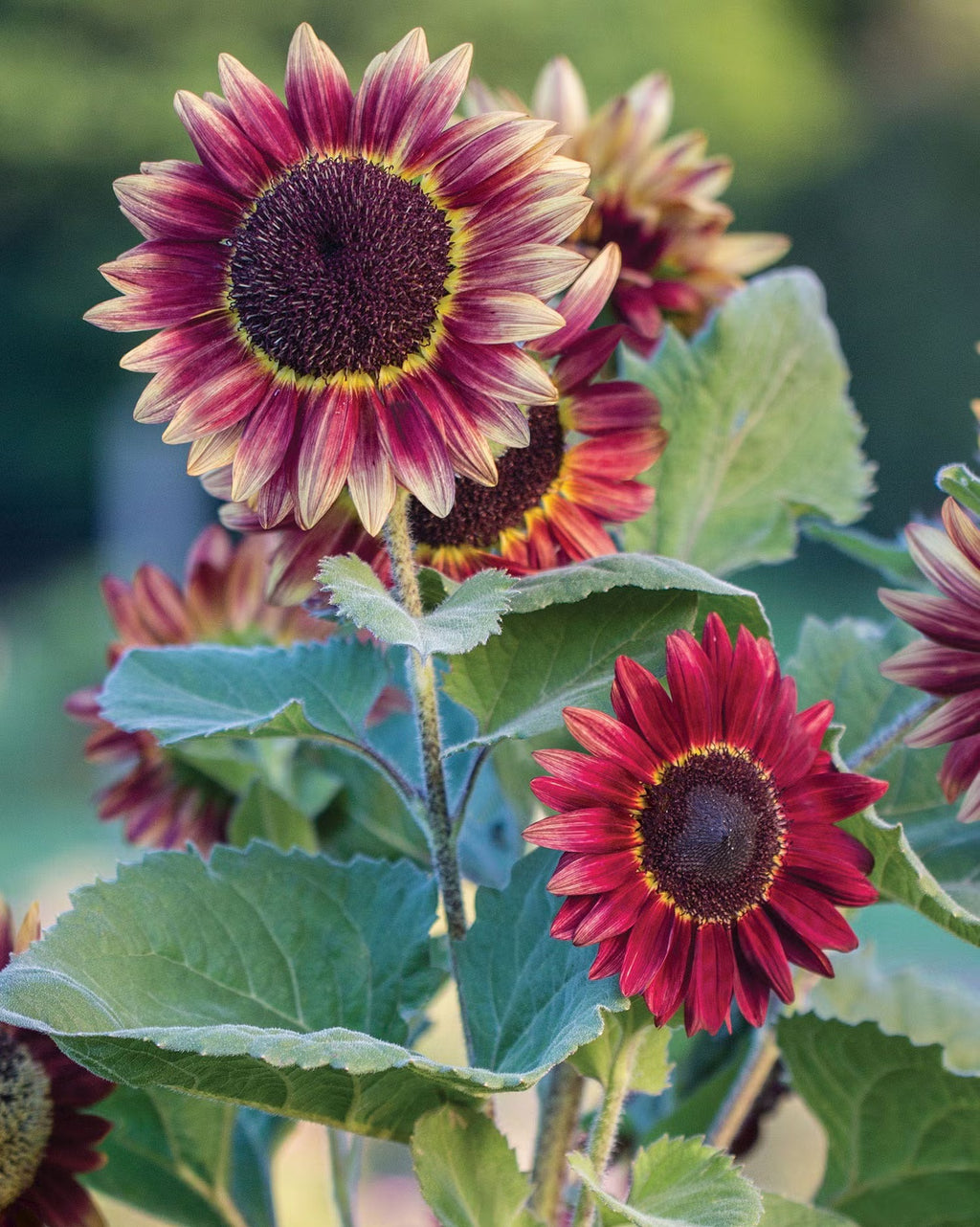 Sunflower Mix Seed Bomb