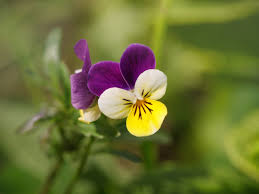 Johnny Jump Up Seed