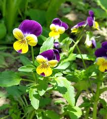 Johnny Jump Up Seed