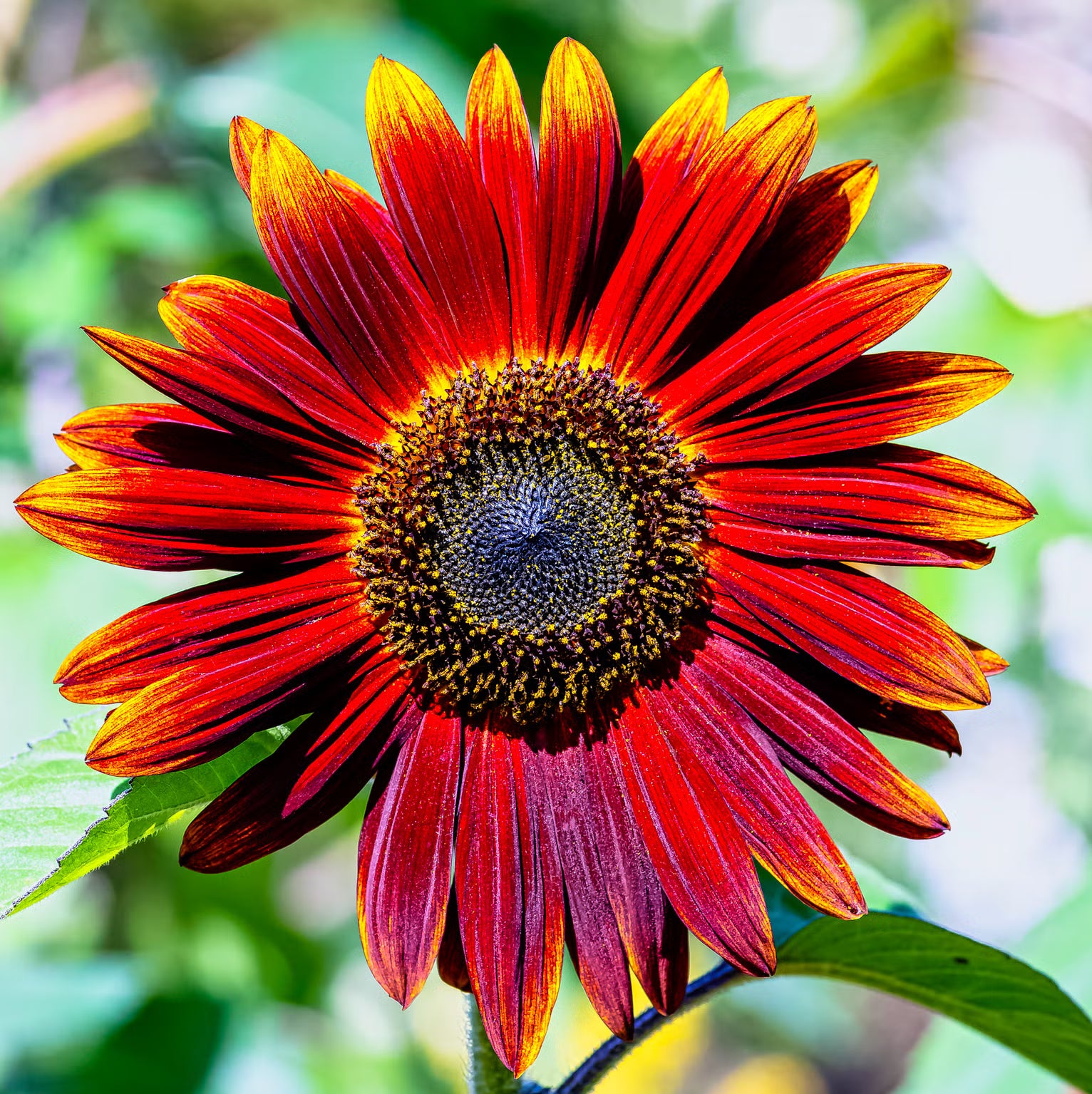 Sunflower Mix Seed Bomb