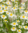 Chamomile - German