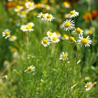 Chamomile - German
