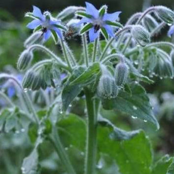 Borage - Blue