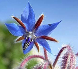 Borage - Blue