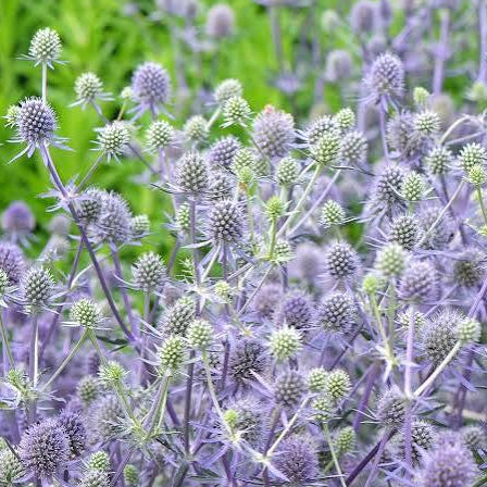 Sea Holly - Blue