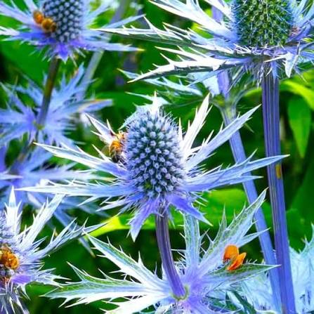 Sea Holly - Blue