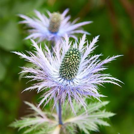 Sea Holly - Blue