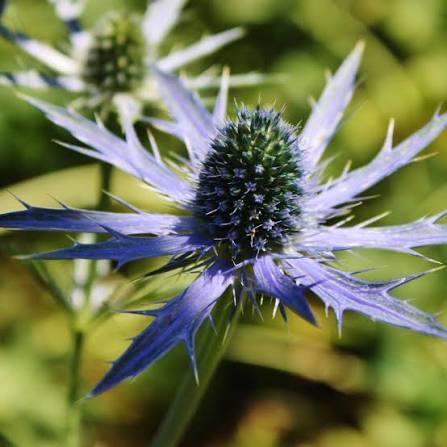 Sea Holly - Blue