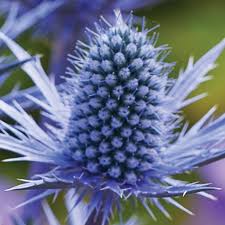 Sea Holly - Blue