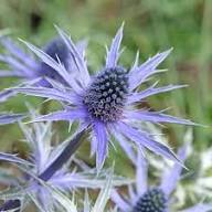 Sea Holly - Blue