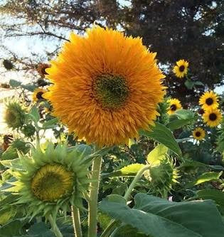 Sunflower Mix Seed Bomb