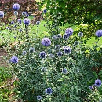 Globe Thistle