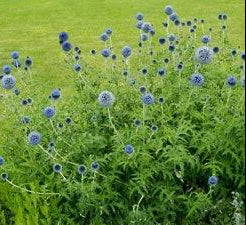 Globe Thistle