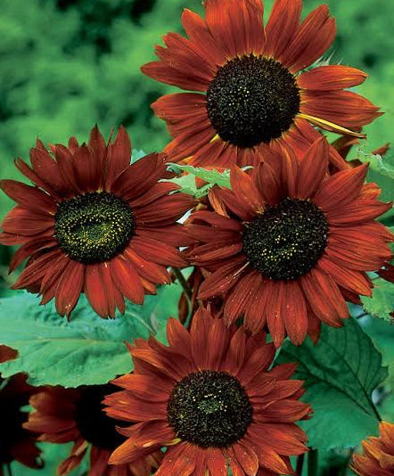 Velvet Queen Sunflower