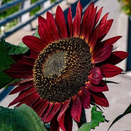 Velvet Queen Sunflower