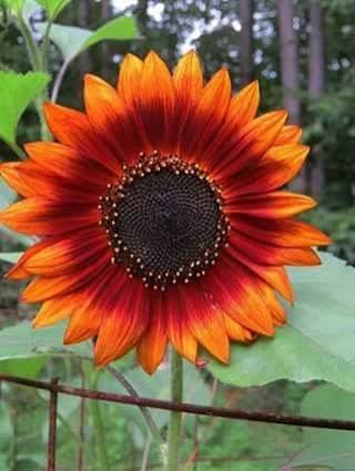 Velvet Queen Sunflower