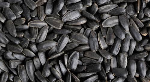 Black Oil Sunflower