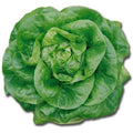 Lettuce - Bibb Butterhead