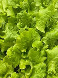 Lettuce - Simpson Elite