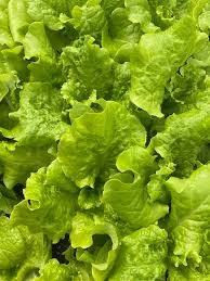 Lettuce - Simpson Elite