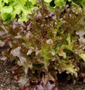 Lettuce - Red Salad Bowl