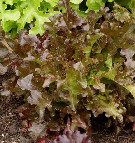 Lettuce - Red Salad Bowl
