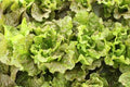 Lettuce - Prizehead