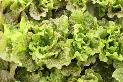 Lettuce - Prizehead