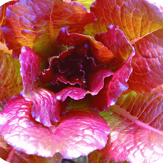 Lettuce - Cimmaron