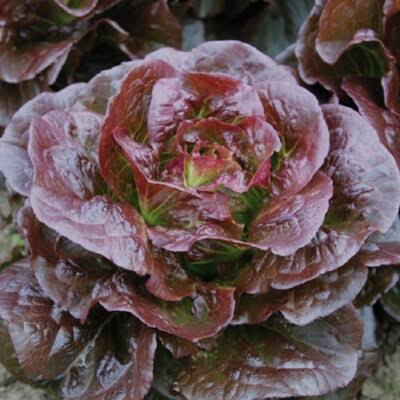 Lettuce - Cimmaron