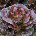 Lettuce - Cimmaron