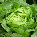 Lettuce - Buttercrunch Head