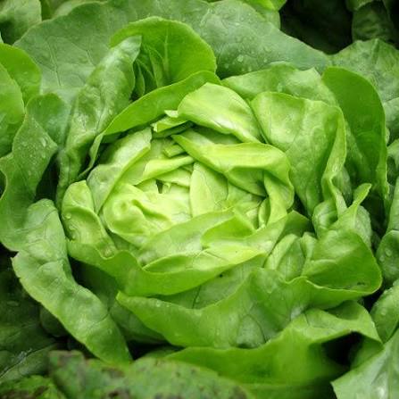 Lettuce - Buttercrunch Head