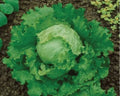 Lettuce - Great Lakes 118