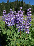 Lupine