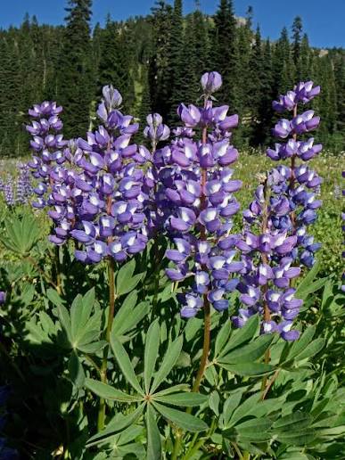 Lupine