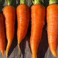 Carrot - Danvers Half Long